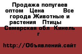 Продажа попугаев оптом › Цена ­ 500 - Все города Животные и растения » Птицы   . Самарская обл.,Кинель г.